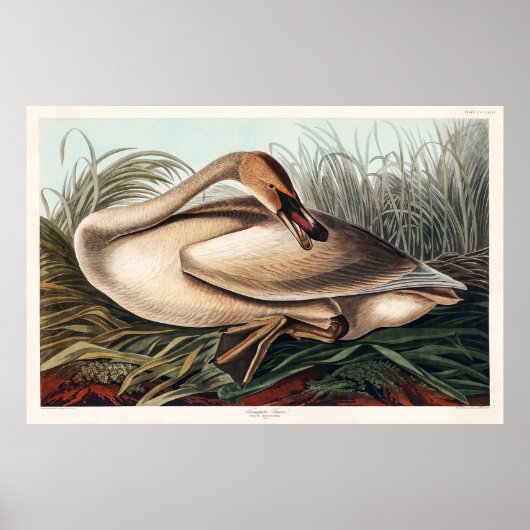 Trumpeter Swan by John James Audubon ポスター (正面)