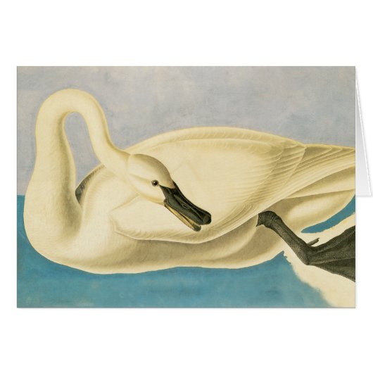 Trumpeter Swan by John James Audubon, Birdヴィンテージ (正面横)