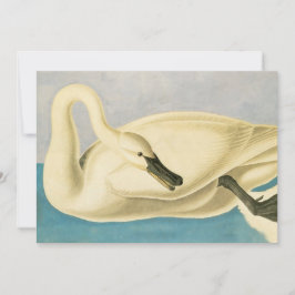 Trumpeter Swan by John James Audubon, Birdヴィンテージ