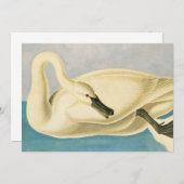 Trumpeter Swan by John James Audubon, Birdヴィンテージ (正面/裏面)