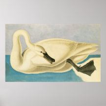 Trumpeter Swan by John James Audubon, Birdヴィンテージ