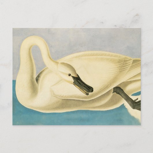 Trumpeter Swan by John James Audubon, Birdヴィンテージ ポストカード (正面)