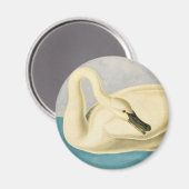 Trumpeter Swan by John James Audubon, Birdヴィンテージ マグネット (正面/裏面)