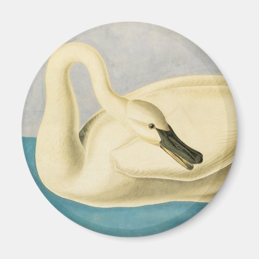 Trumpeter Swan by John James Audubon, Birdヴィンテージ マグネット (正面)
