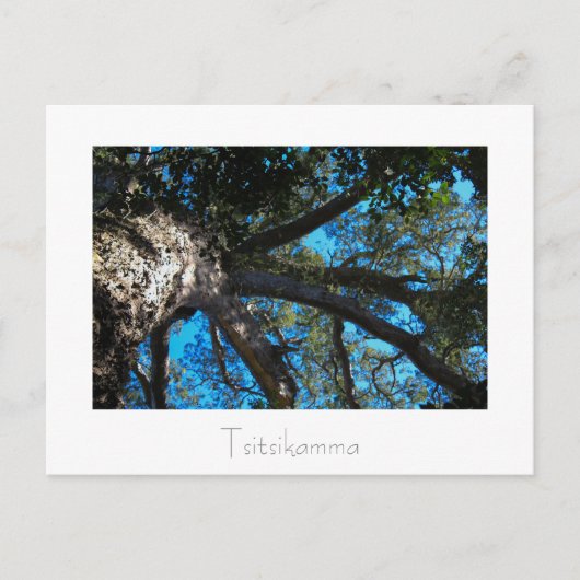 Tsitsikamma国立公園南アフリカのはがき ポストカード (正面)