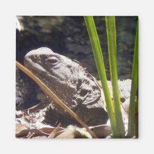 Tuatara マグネット