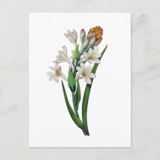 Tuberosa by Pierre Joseph Redoute ポストカード