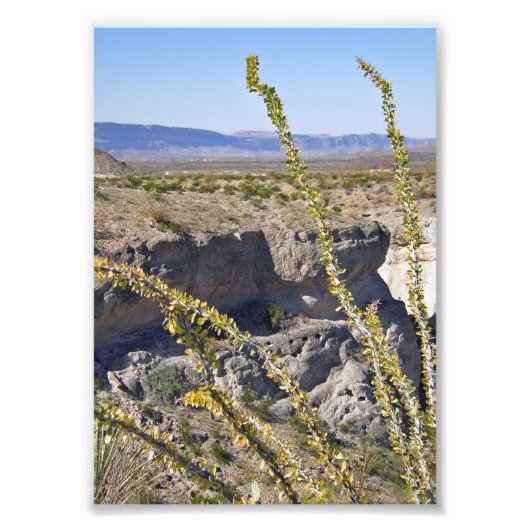 Tuff Canyon & Ocotillo, Big Bend National Park フォトプリント (正面)