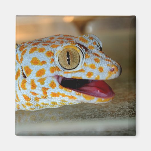 TulaZooのTokay geckoのクローズアップポートレート マグネット (正面)