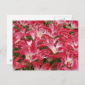Tulip写真はがき ポストカード (正面/裏面)