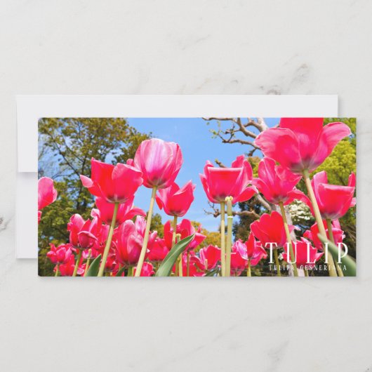 Tulip カード (正面)