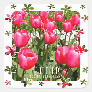 Tulip スクエアシール