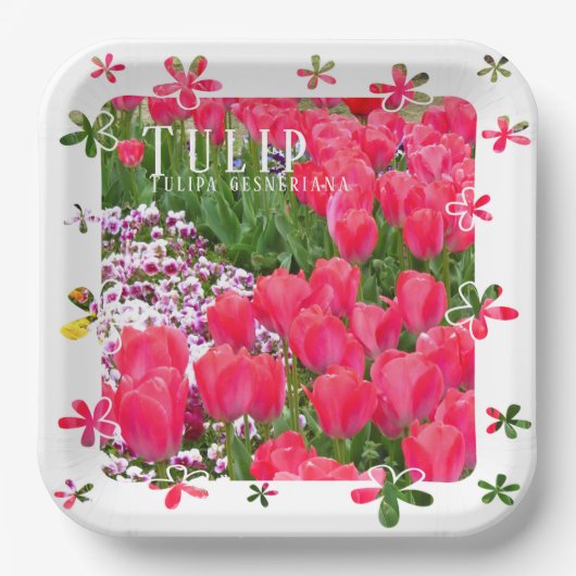 Tulip ペーパープレート (正面)
