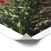 Tulip ポスター (角)