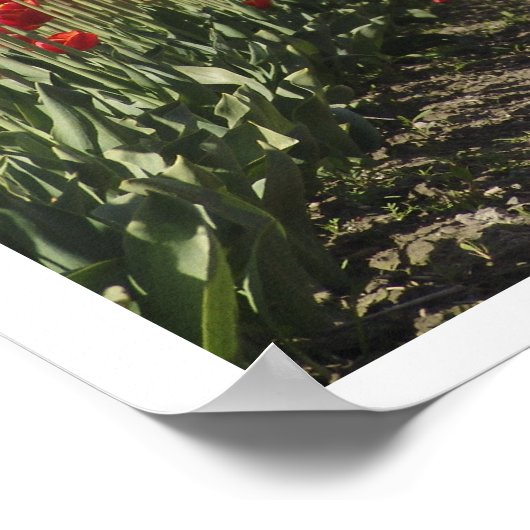 Tulip ポスター (角)