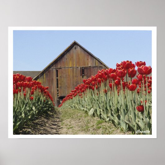 Tulip ポスター (正面)