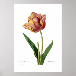 Tulip ポスター
