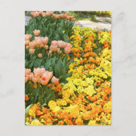 Tulip ポストカード