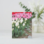 Tulip ポストカード (スタンド正面)