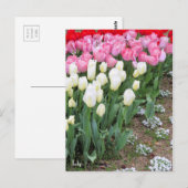 Tulip ポストカード (正面/裏面)