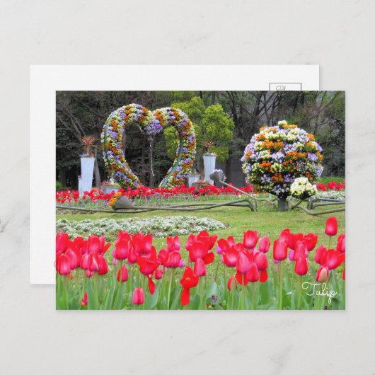 Tulip ポストカード (正面/裏面)