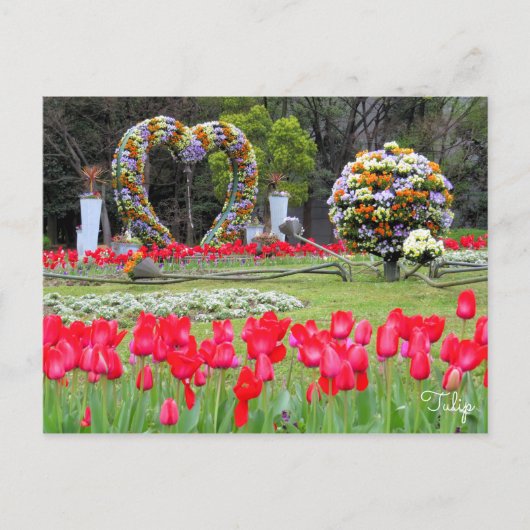 Tulip ポストカード (正面)