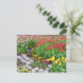 Tulip ポストカード (スタンド正面)