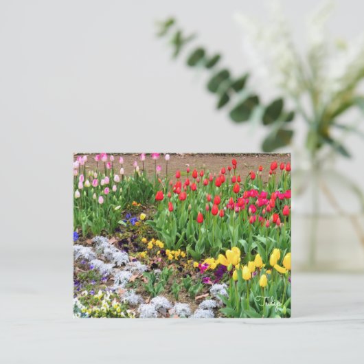 Tulip ポストカード (スタンド正面)