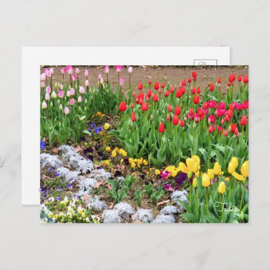 Tulip ポストカード (正面/裏面)