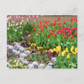 Tulip ポストカード (正面)