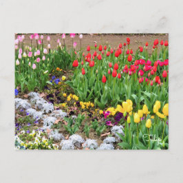 Tulip ポストカード