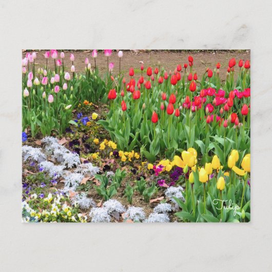 Tulip ポストカード (正面)