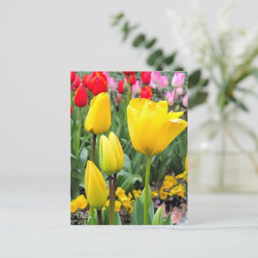 Tulip ポストカード (スタンド正面)