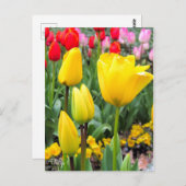 Tulip ポストカード (正面/裏面)