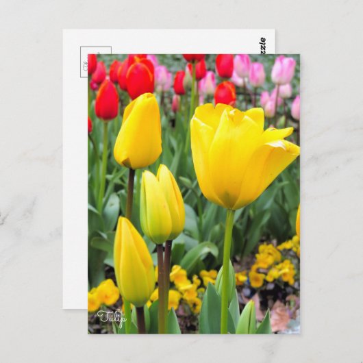 Tulip ポストカード (正面/裏面)