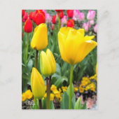 Tulip ポストカード (正面)