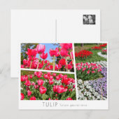 Tulip ポストカード (正面/裏面)