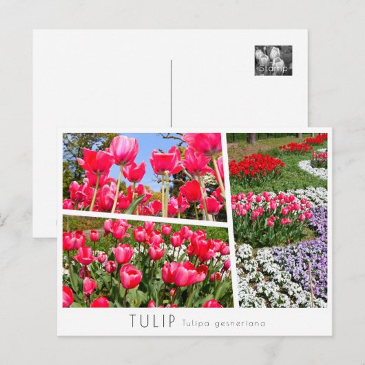 Tulip ポストカード (正面/裏面)