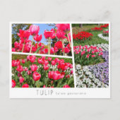 Tulip ポストカード (正面)