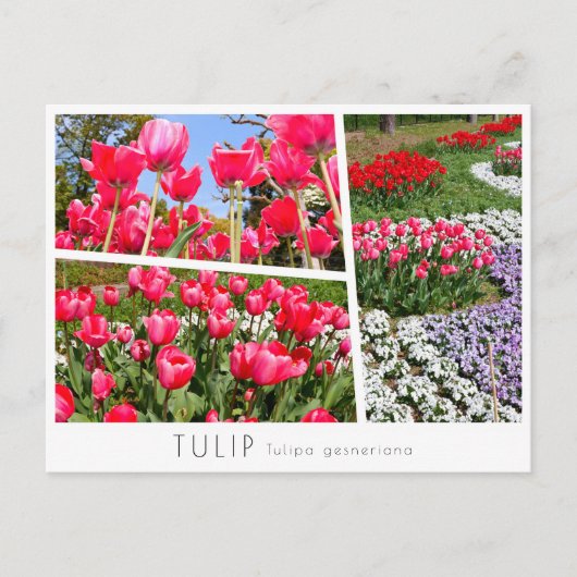 Tulip ポストカード (正面)
