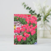 Tulip ポストカード (スタンド正面)