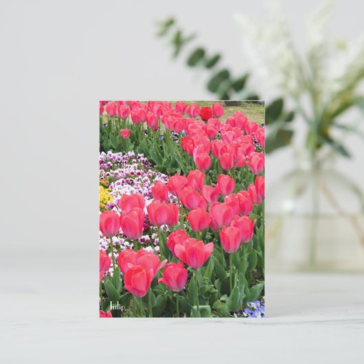 Tulip ポストカード (スタンド正面)