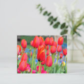 Tulip ポストカード (スタンド正面)