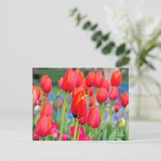 Tulip ポストカード (スタンド正面)
