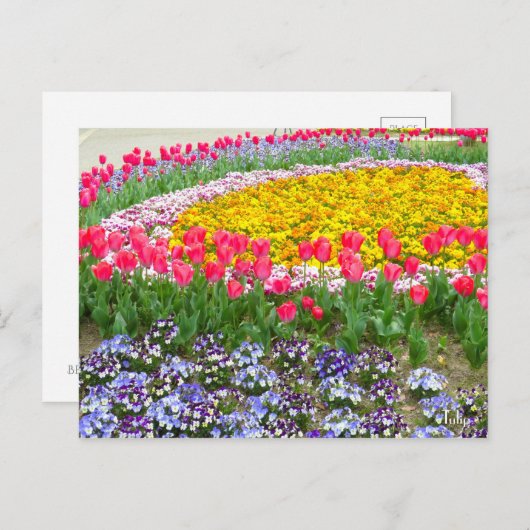 Tulip ポストカード (正面/裏面)