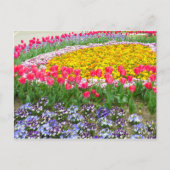 Tulip ポストカード (正面)