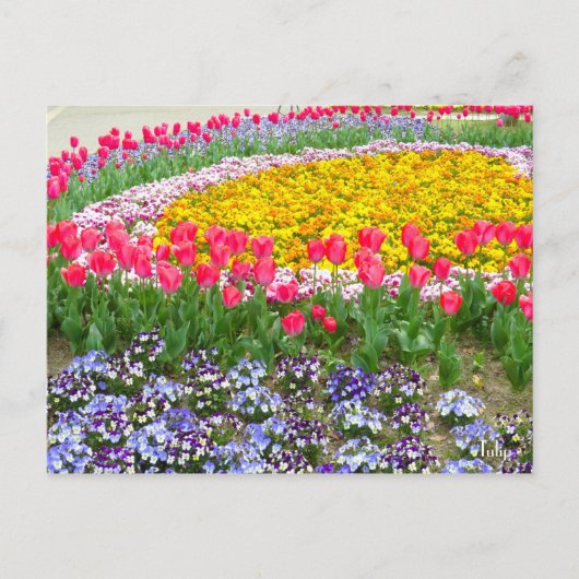 Tulip ポストカード (正面)