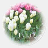 Tulip ラウンドシール (正面)