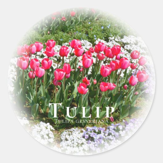Tulip ラウンドシール (正面)