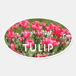 Tulip 楕円形シール